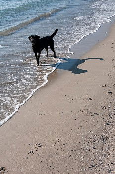 Similar – WaveDog Hund Labrador