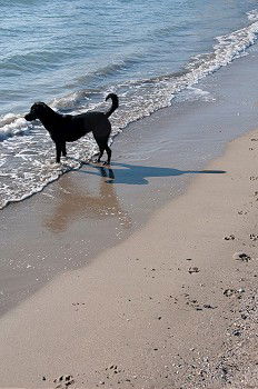 Similar – Image, Stock Photo KingOfTheBeach Dog Clouds