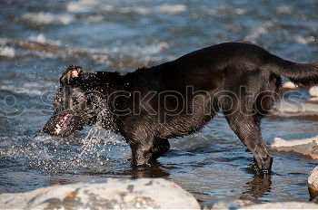 Similar – Funny dog sitting on beach