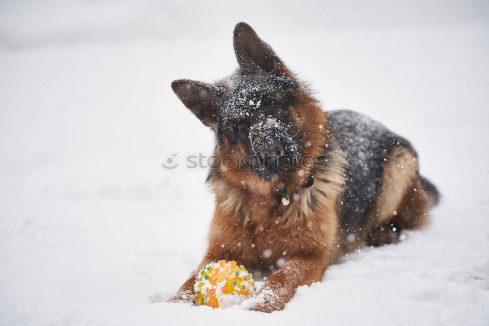 Similar – German Shepherd Dog in Winter