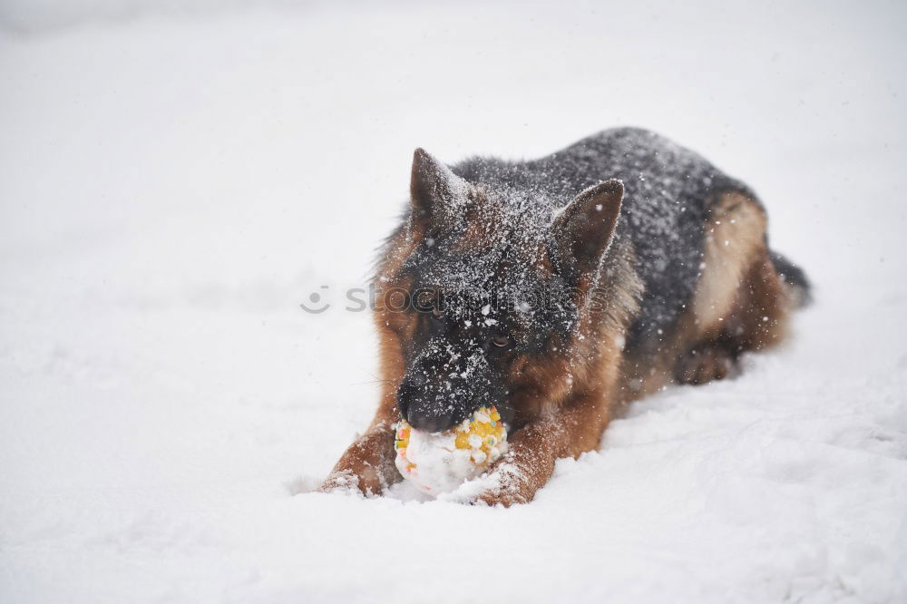 Similar – Foto Bild Es war einmal Winter