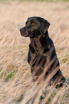 Similar – cute brown labrador dog on frosted meadow in winter