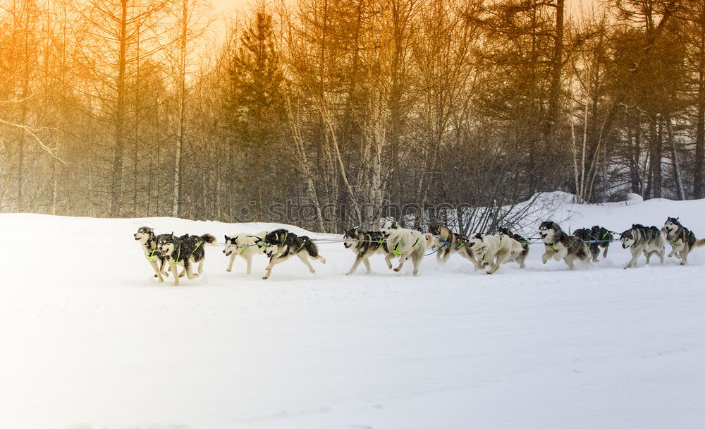 Similar – Image, Stock Photo huskies Vacation & Travel