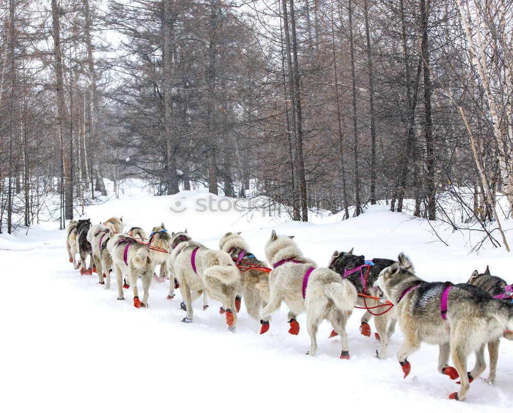 Similar – Image, Stock Photo Sled dog team at full speed