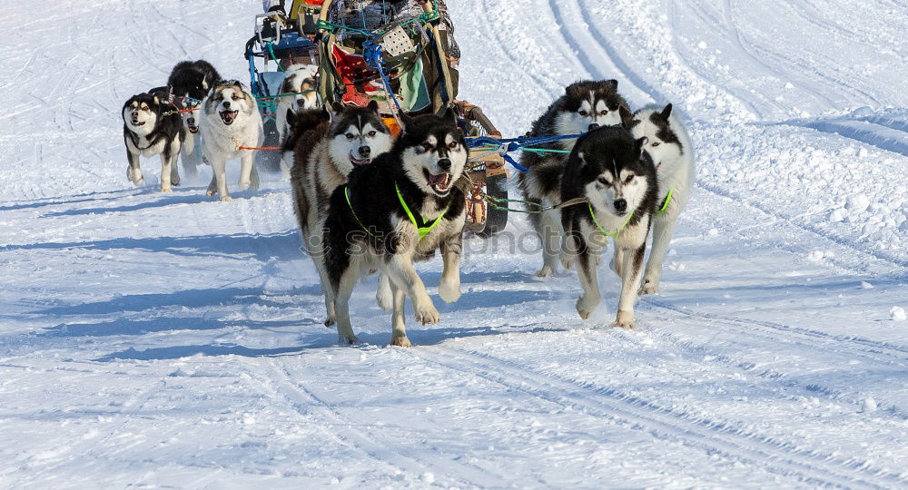 Husky team at full speed