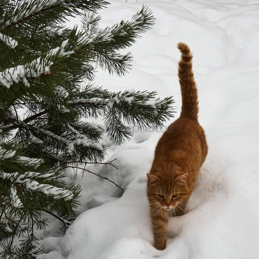 Similar – Image, Stock Photo Meow! Elegant Winter Ice