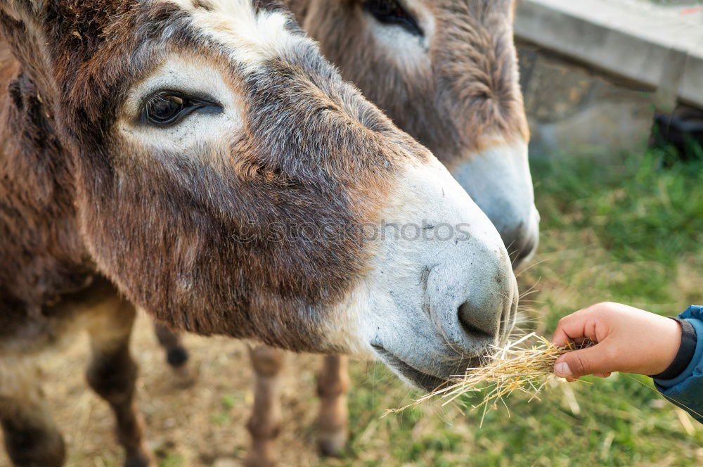 Similar – Image, Stock Photo Kid with animal Lifestyle