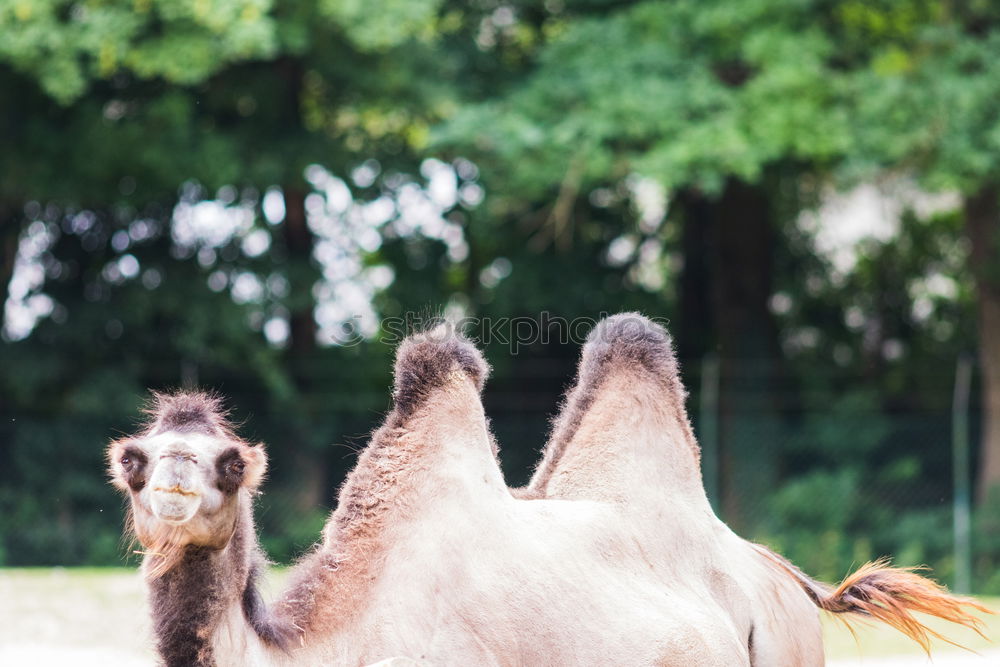 Similar – Image, Stock Photo camel Camel Camel hump