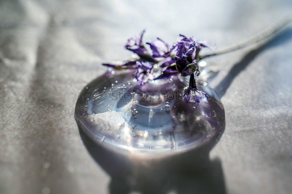 Similar – Image, Stock Photo lavender Lavender floats