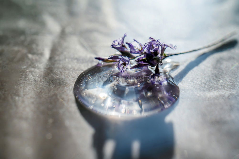 Similar – Image, Stock Photo lavender Lavender floats