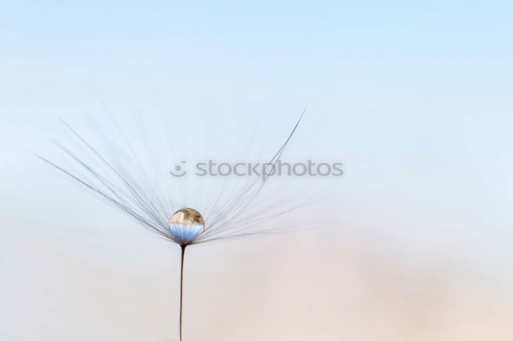 Similar – pale blue Nature Plant Sky