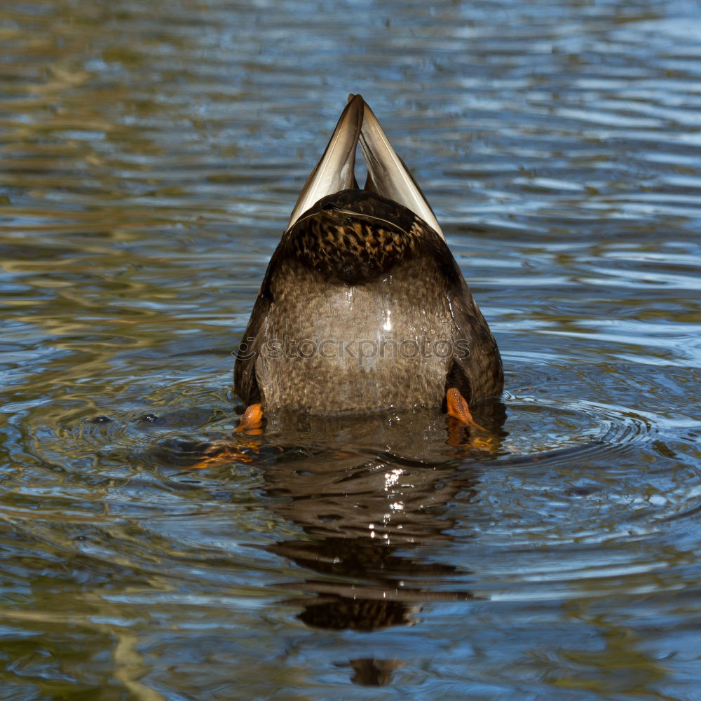 Similar – water duck Sweet Cute