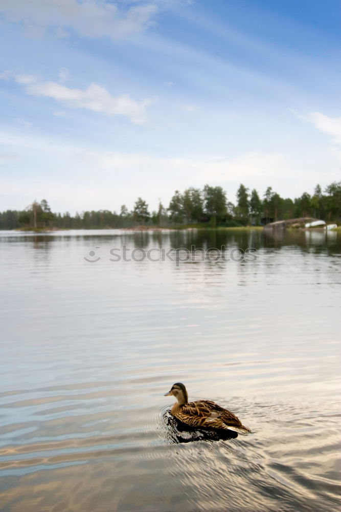 Similar – Foto Bild Schwanensee Tier 1 Wasser