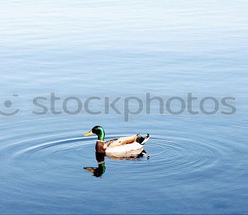 Similar – Hallo! Jemand da? Schwan