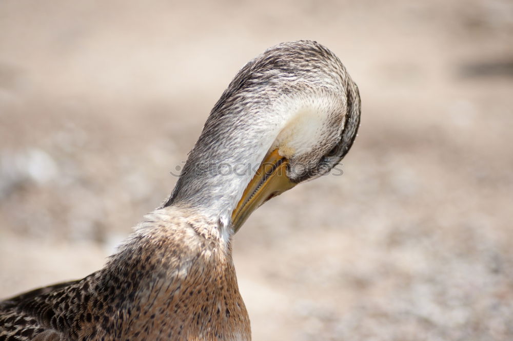 Similar – Eye and beak of vulture