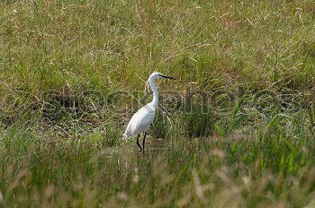 Similar – Image, Stock Photo stork’s eye Environment