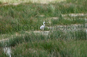 Image, Stock Photo up and away Trip Adventure