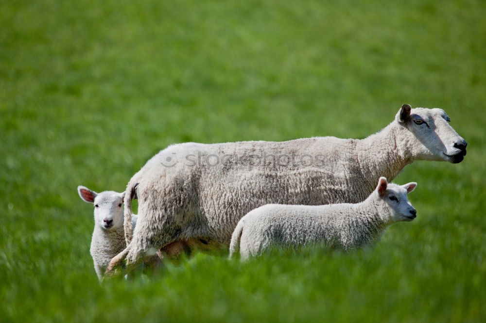 The sheep sees the camera