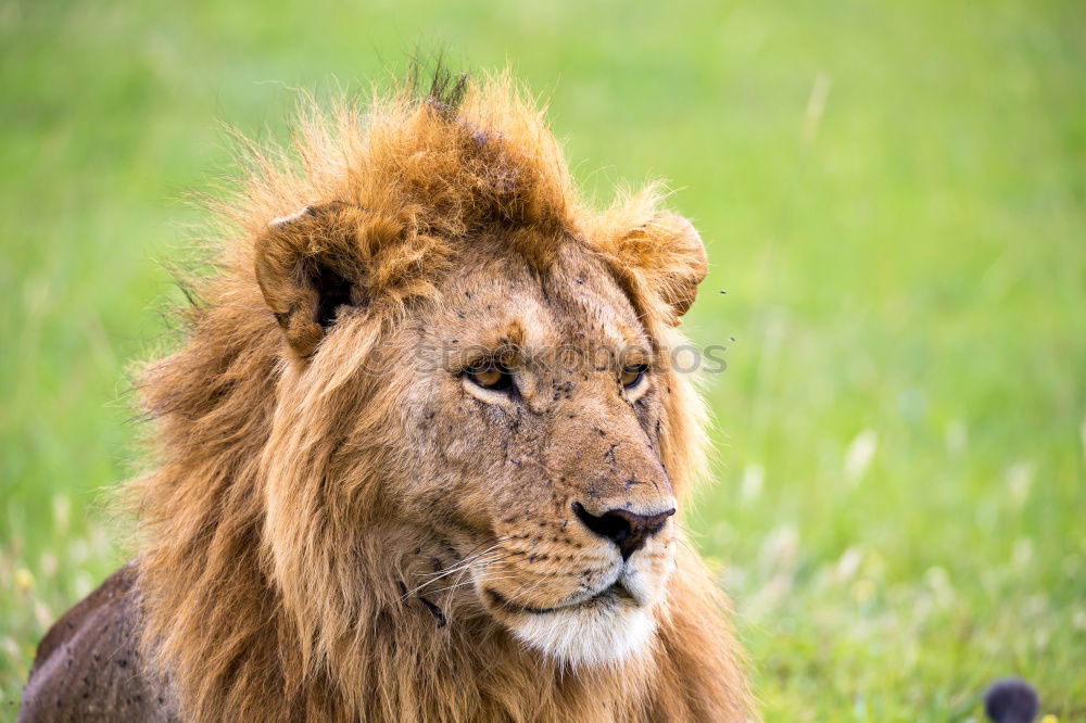 Similar – Image, Stock Photo Lion lying in the grass gaggling