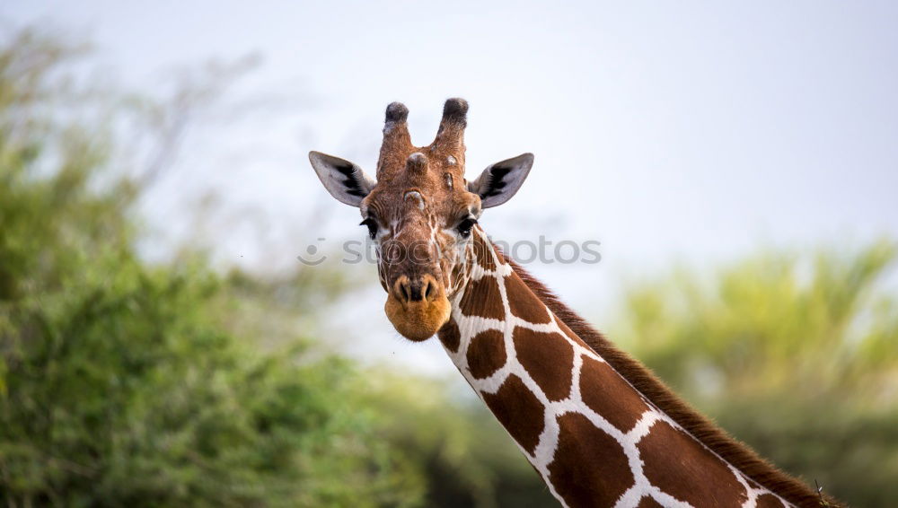 Similar – Wild African Giraffe Portrait