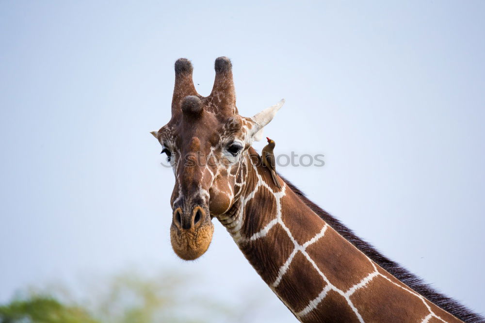 Similar – Image, Stock Photo Giraffe head Body Safari