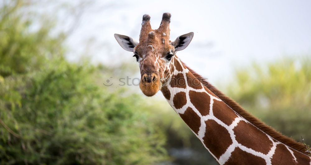 Similar – Wild African Giraffe Portrait