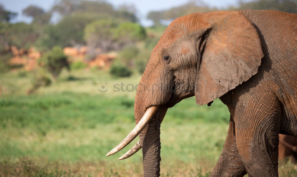 Similar – Image, Stock Photo Roadblock!!! Trip