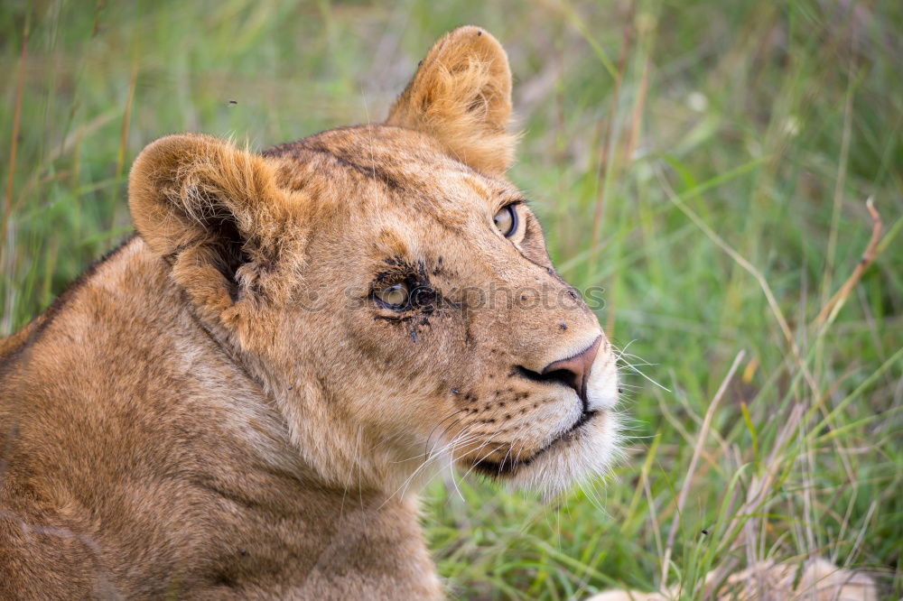 Similar – Image, Stock Photo Lion lying in the grass gaggling