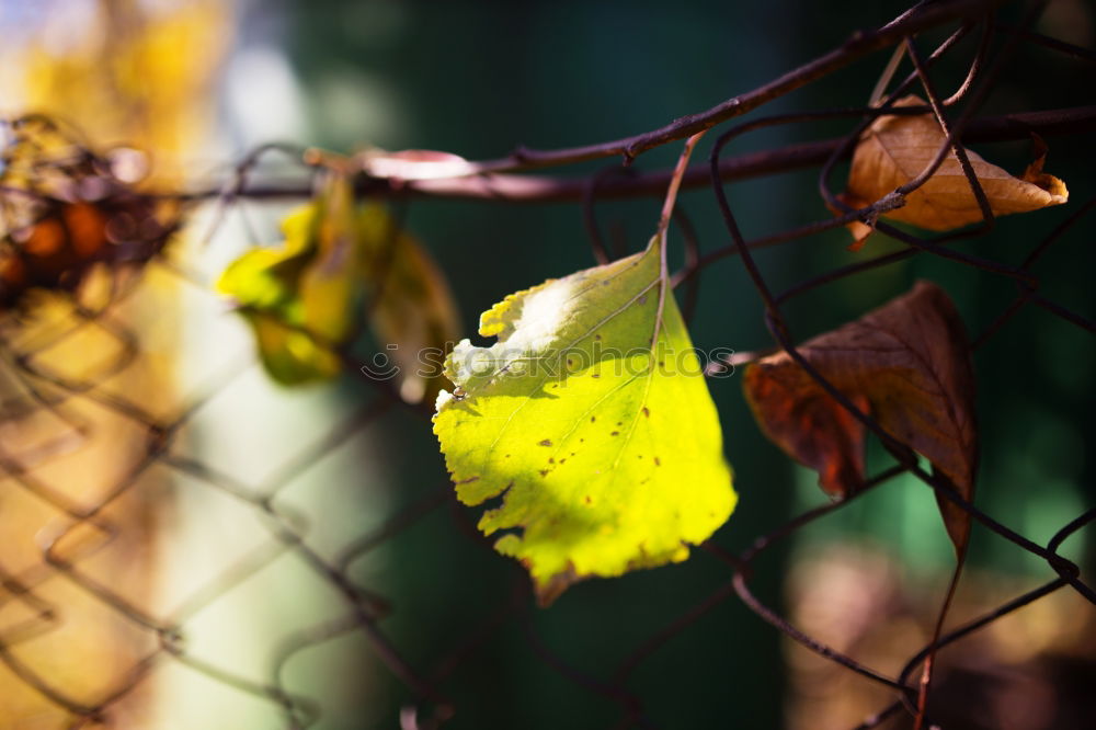 Similar – Foto Bild Herbst-Haft Umwelt Natur