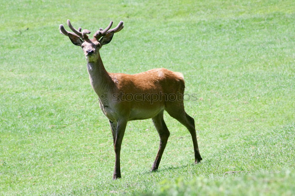 Similar – a red deer in the green meadow