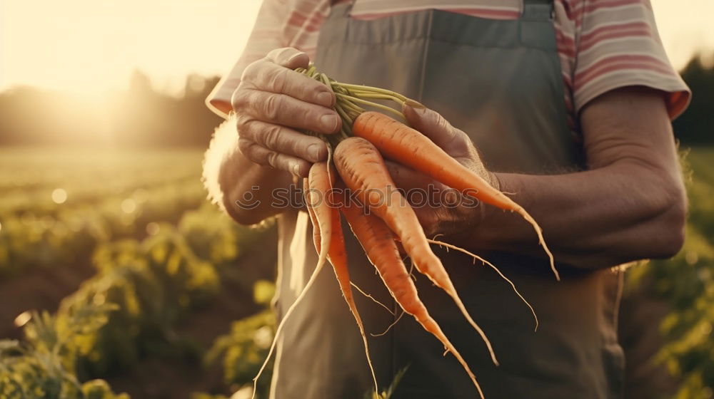 Similar – Image, Stock Photo Freshly gerntet Vegetable