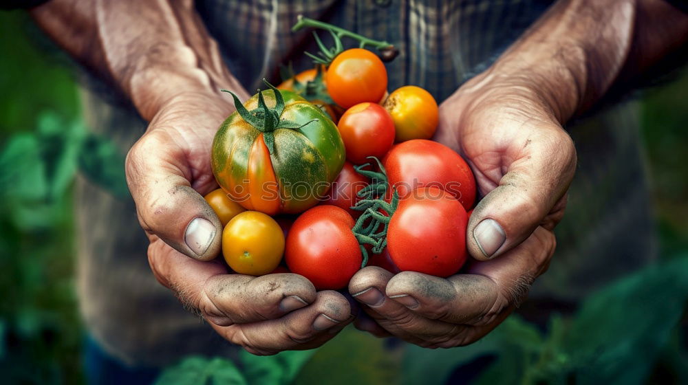 Similar – Picking tomatoes in basket