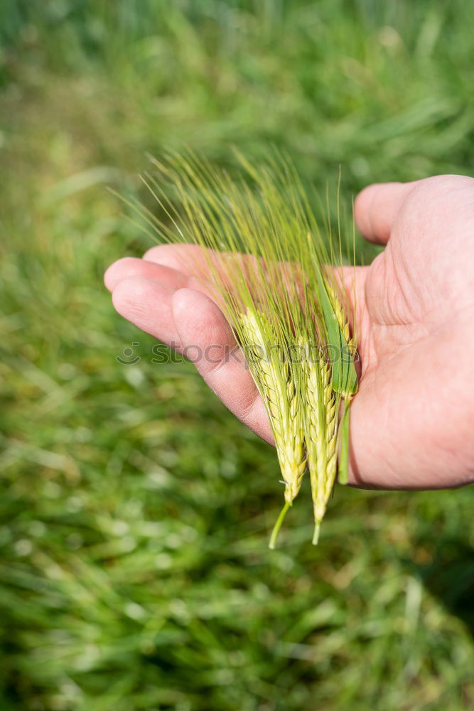 Image, Stock Photo Grain in hand Food