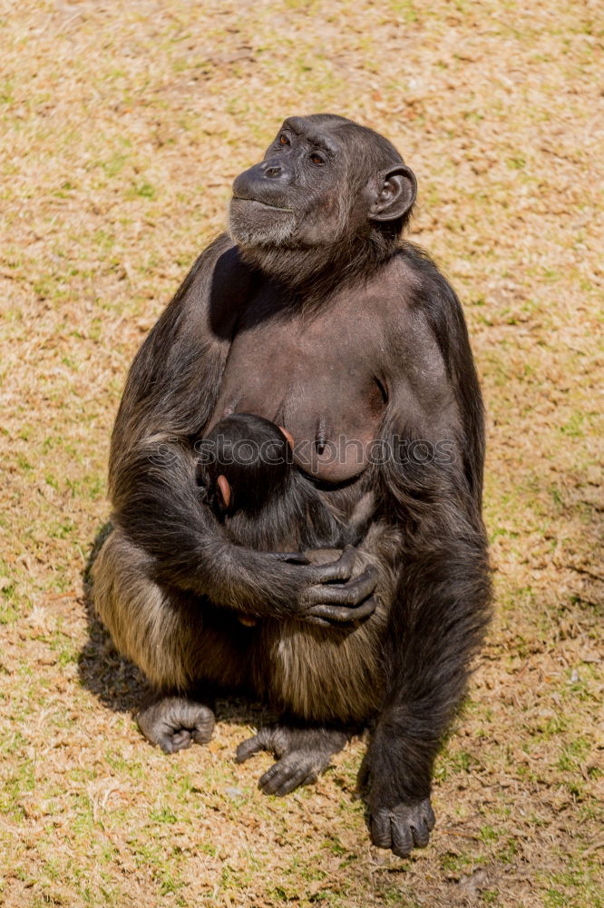 Similar – Image, Stock Photo on a cuddly course Zoo