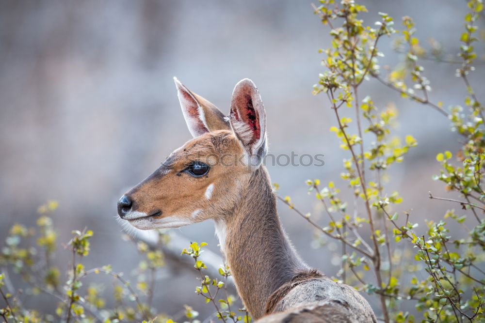 Similar – Image, Stock Photo Tension listeners!