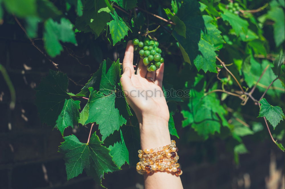 Similar – Image, Stock Photo hands reaching towards bamboo branches