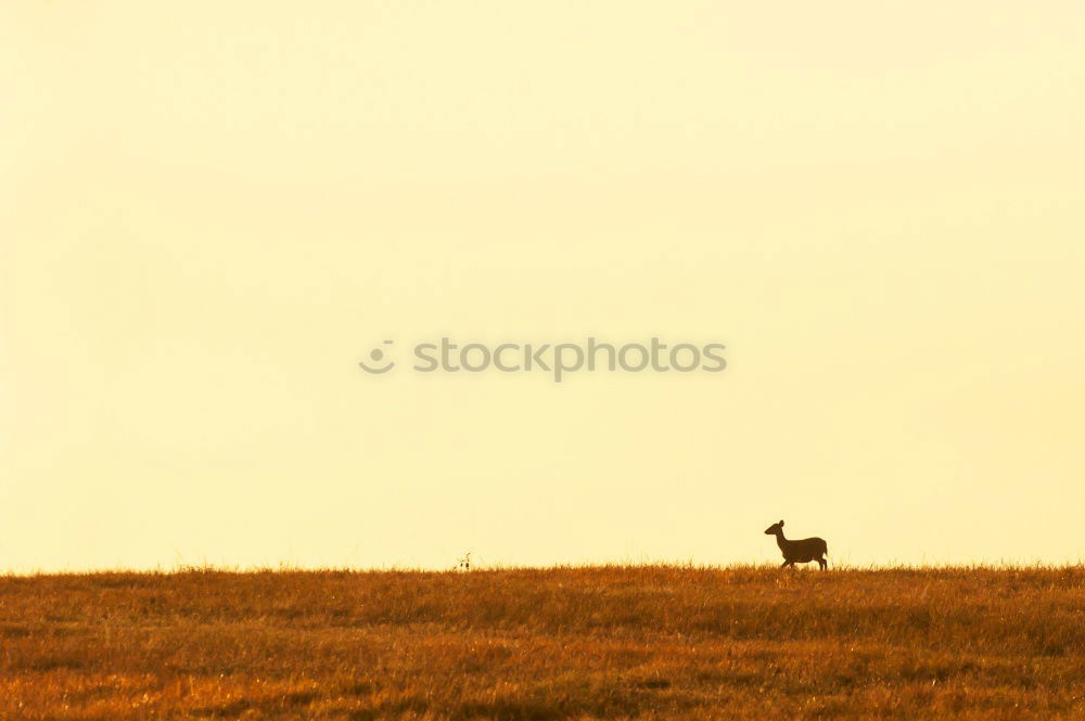 Similar – Image, Stock Photo Icelandic horses in the south of Iceland