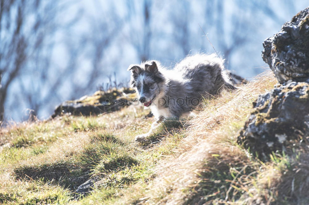 Similar – Foto Bild Neugierde Karla Natur