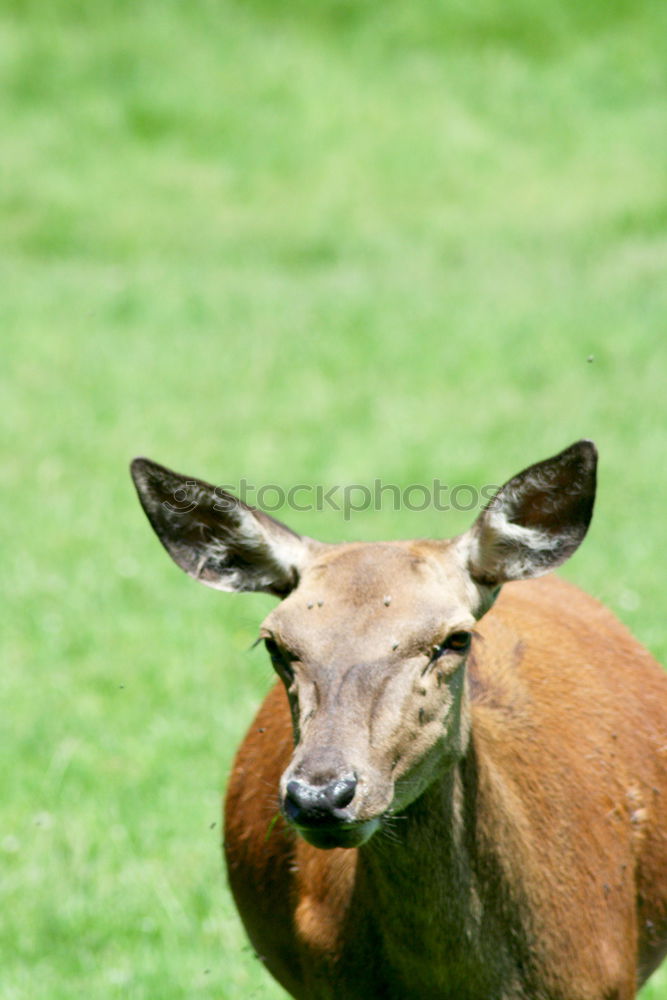 Similar – Foto Bild Kleinwild Kopf Reh Hirsche