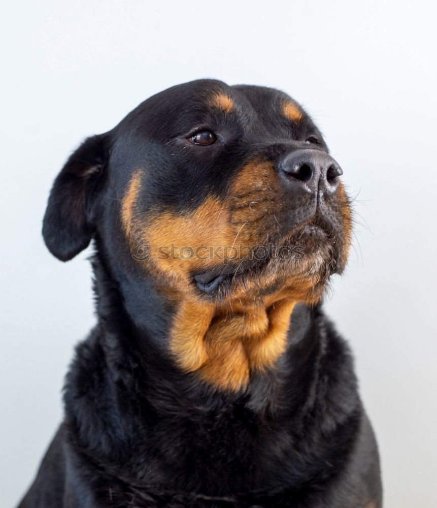 Similar – Image, Stock Photo Dog German Shepherd lying