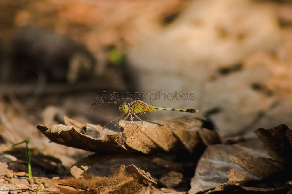 Similar – Image, Stock Photo even holes do not last forever | leaf feeding