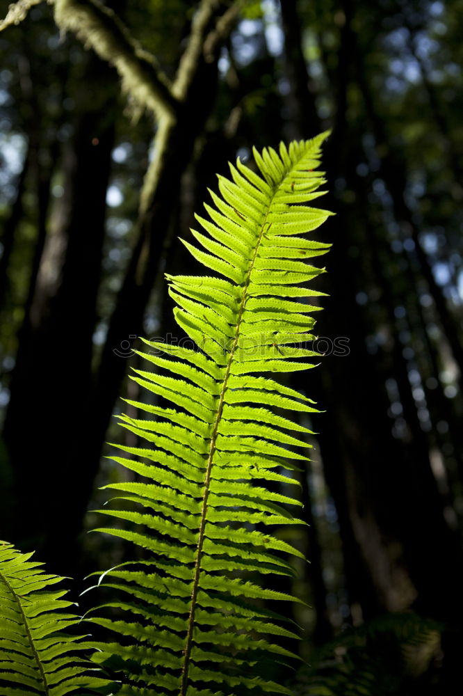 Similar – Zweig mit frischen leuchtenden Blättern im Sonnenlicht