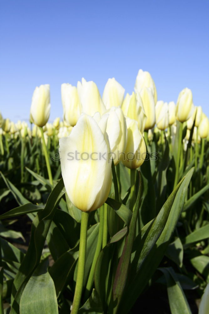 Similar – Image, Stock Photo Happy Easter Nature Sky