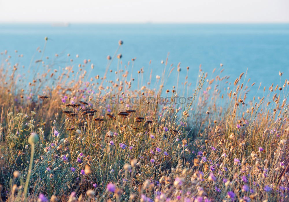 Similar – Image, Stock Photo Grasses in the wind