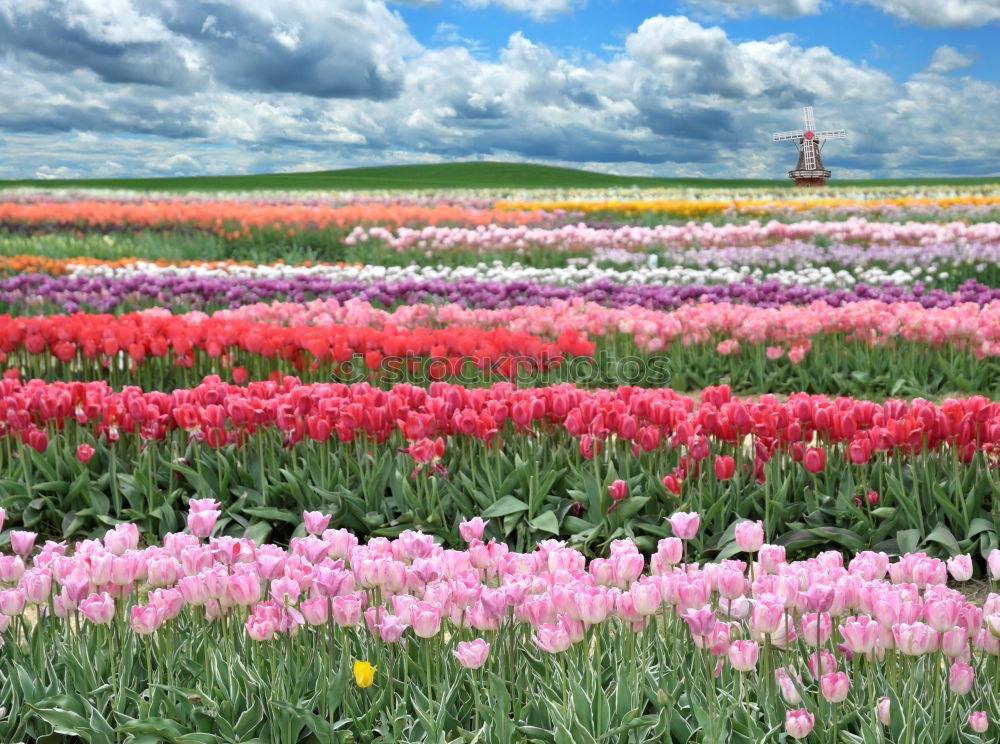 Similar – Image, Stock Photo tulip field Plant Spring