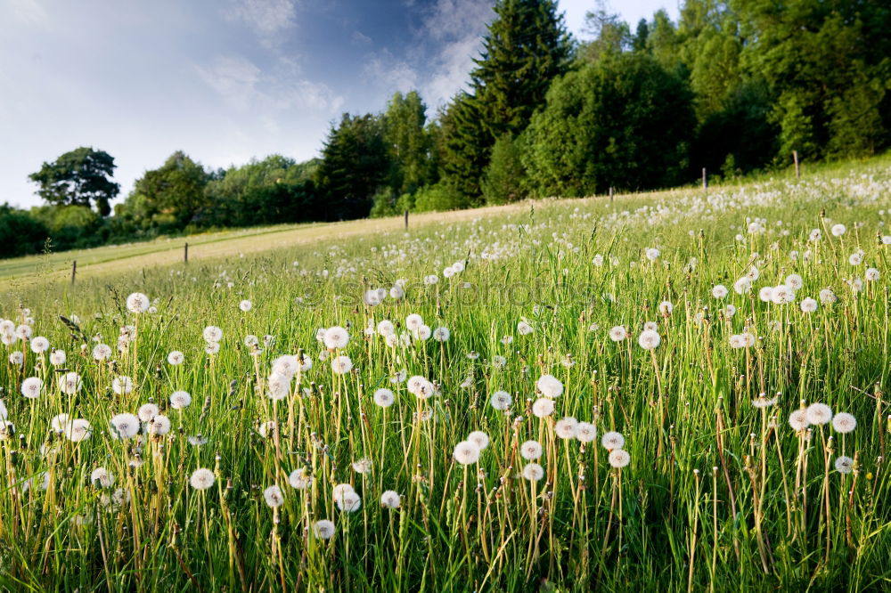 Foto Bild zwölf Millimeter Umwelt