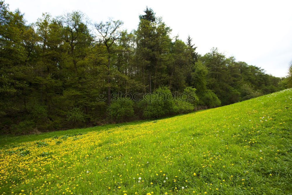 Similar – Foto Bild Schweizer Idyll Gras Wiese