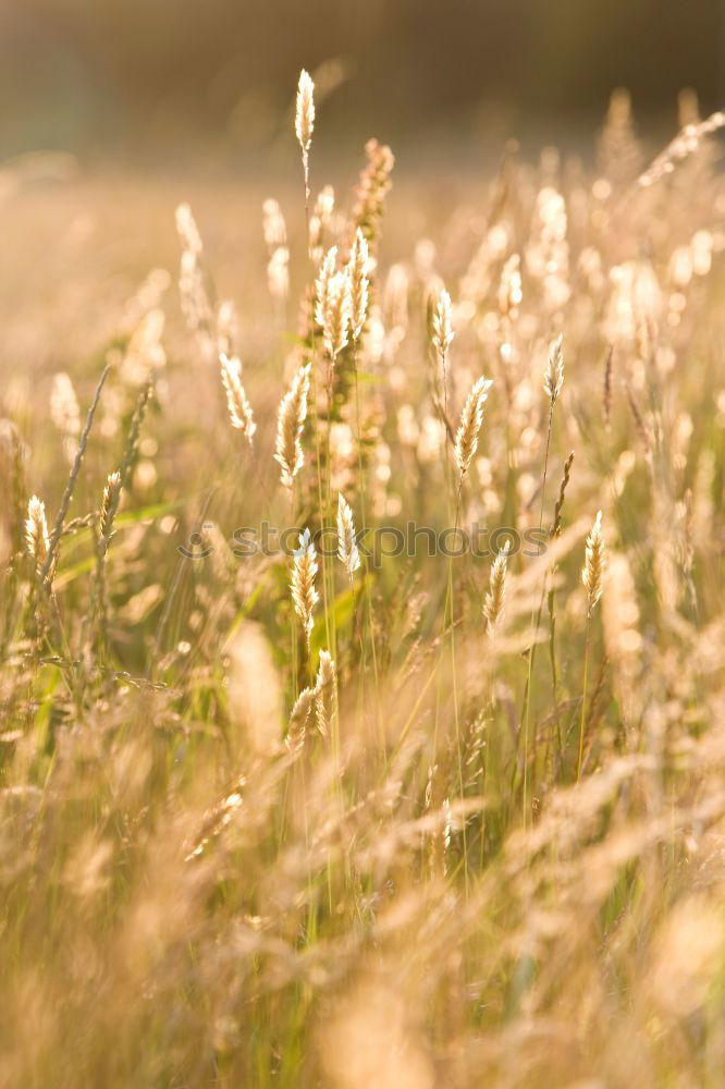 Similar – Image, Stock Photo willow cat Environment