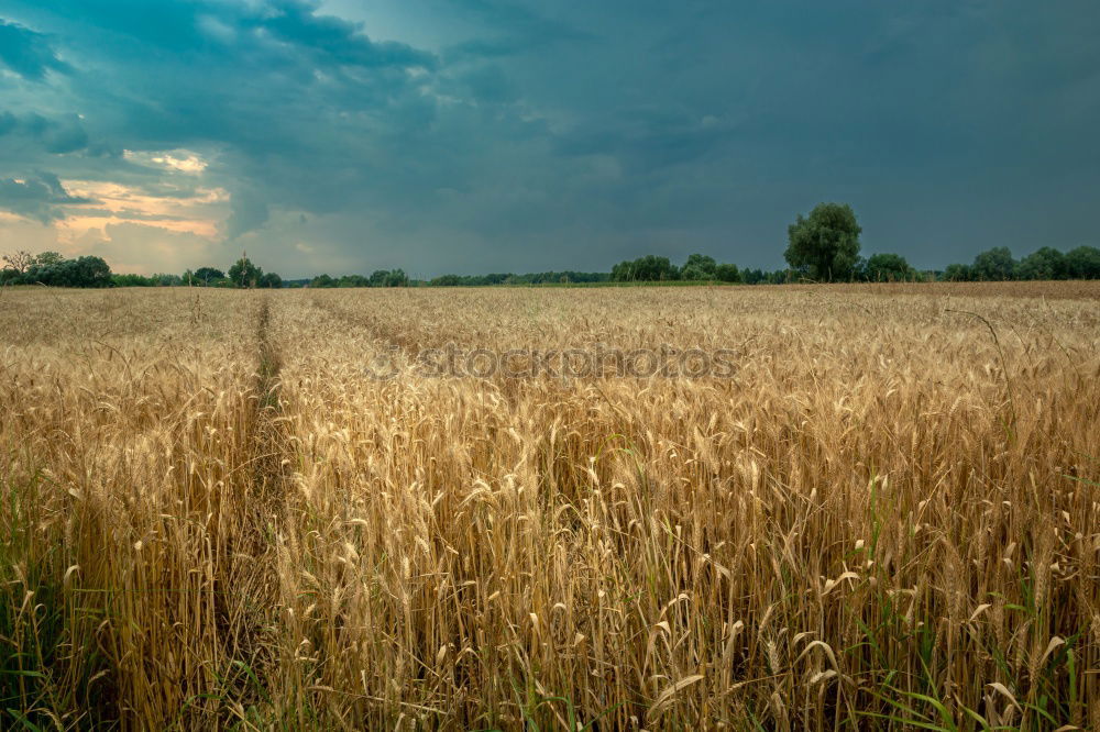 Similar – Foto Bild Im Grünen Getreide