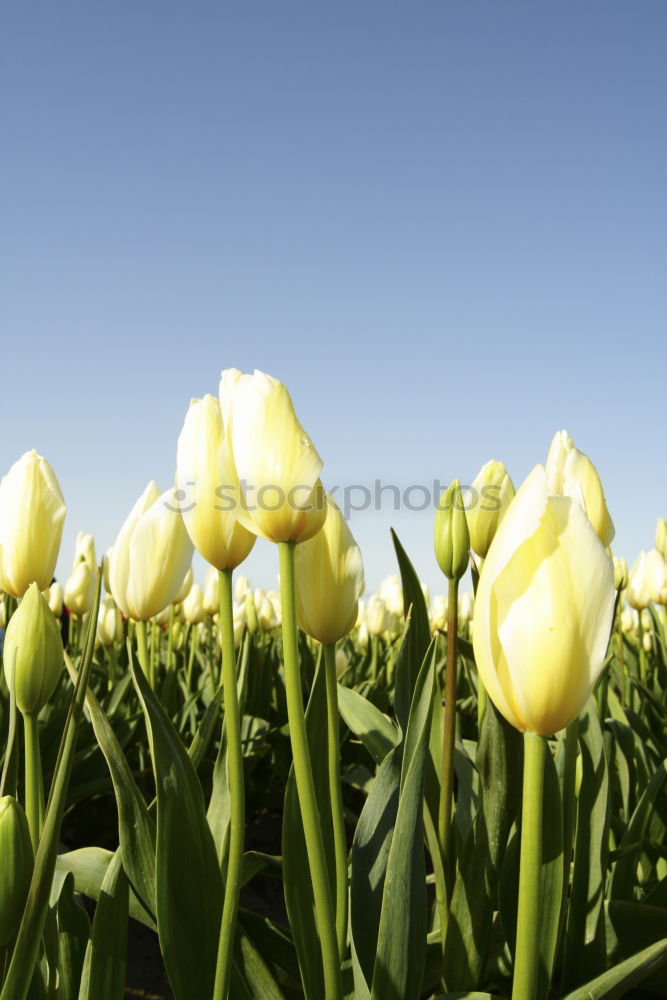 Similar – Image, Stock Photo Happy Easter Nature Sky